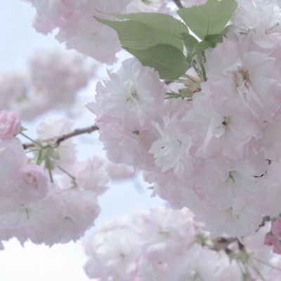 Furry二次元壁纸分享FurryQQ群